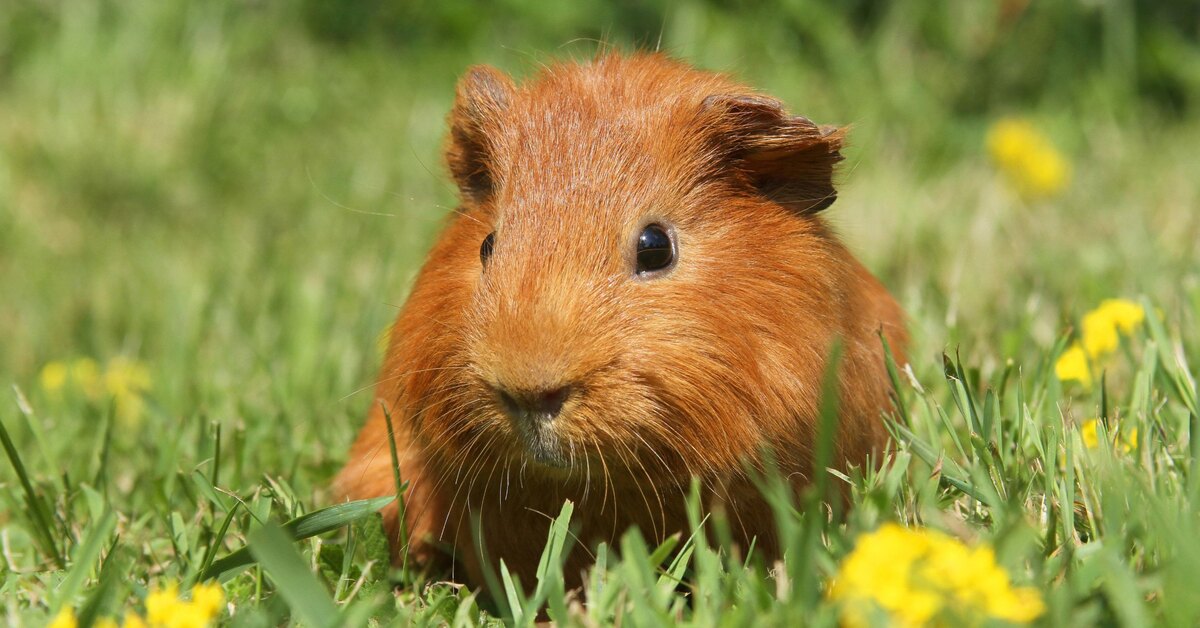 Как определить возраст морской свинки по внешности