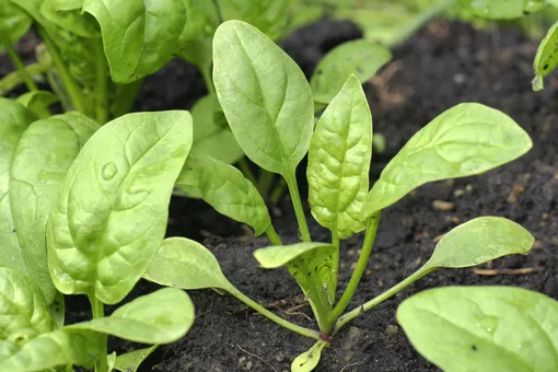 Важно помнить о вреде полежавших листьев, поэтому выращивать шпинат на своём огороде, а не покупать на рынке – наиболее правильный подход.