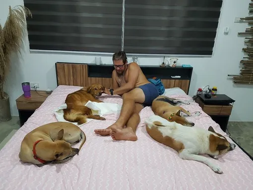 мужчина и собаки на кровати