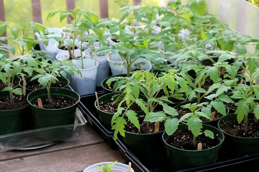 Агротехнические причины фиолетовых листьев рассады томатов и способы устранения