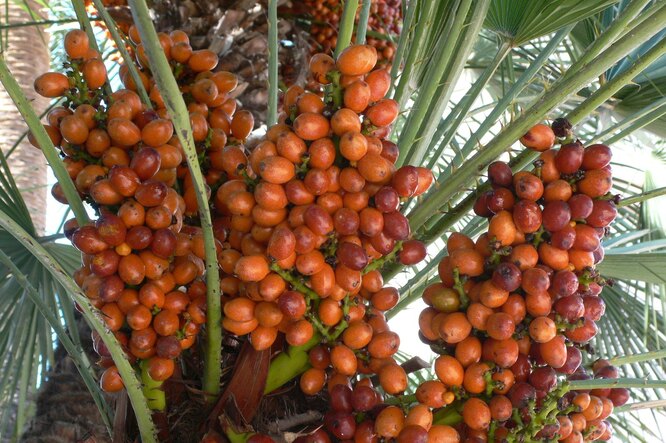 Будет ли плодоносить финиковая пальма в домашних условиях