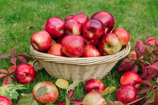 Почему яблоки горчат и как справиться с этой проблемой: советы для сладкого урожая