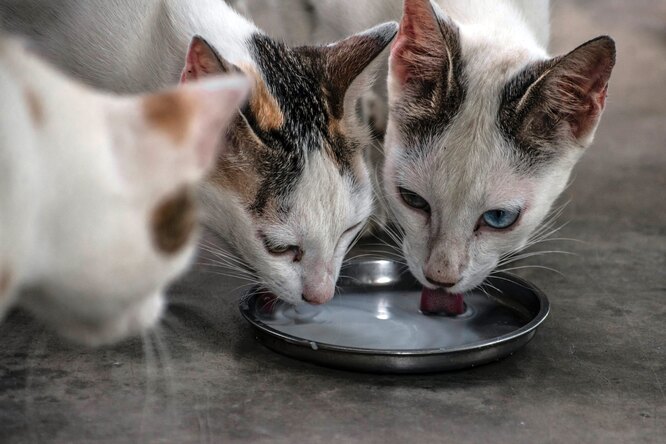 Можно ли поить кошку коровьим молоком? Важная информация для владельцев кошек