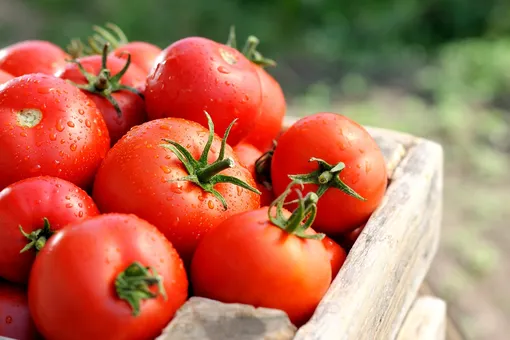 Как вырастить крупные, мясистые и сладкие помидоры: секреты успеха