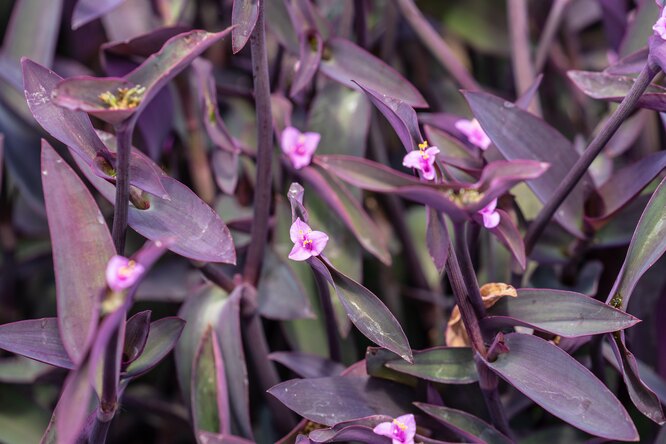 Tradescantia Pallida
