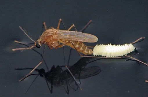 Комары на даче: как бороться с размножением комаров