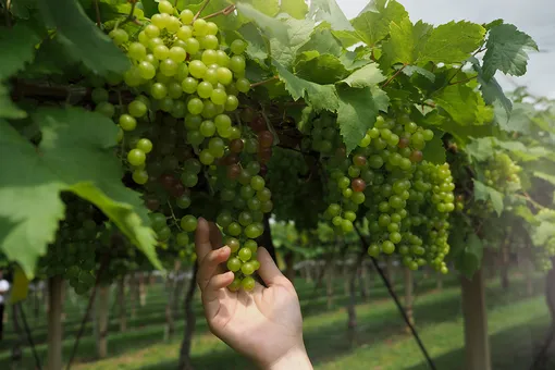 Как правильно обрезать виноград летом, чтобы получить урожай осенью?