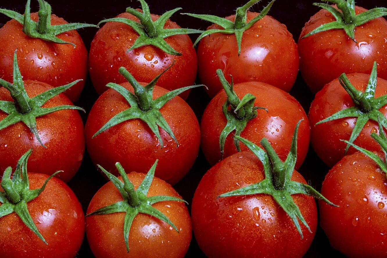 Калорийность домашних помидор. Маленькие помидоры. Сочный помидор. Канадские мясистые помидоры. Сахаристые раннеспелые томаты.