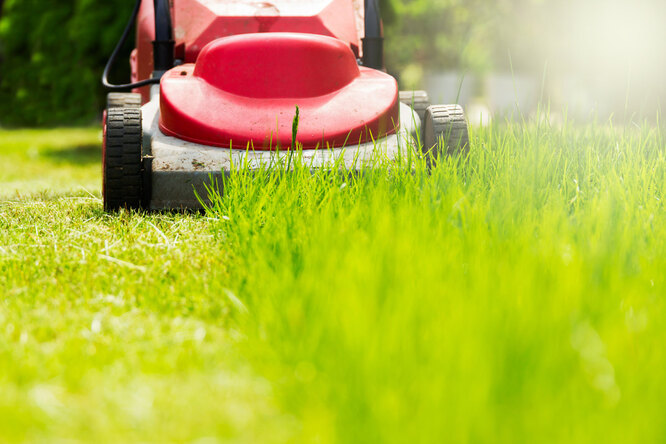  газона: как правильно подстричь газон, чем косить траву и как .
