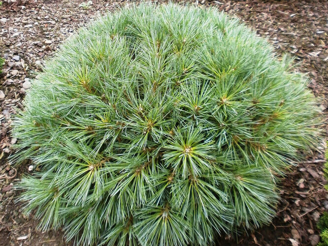 Weymouth Pine Blue Sheg