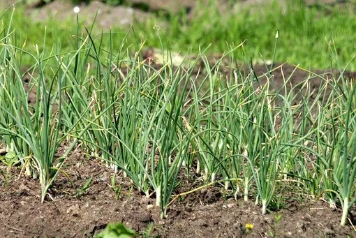 Чеснок – одна из лучших культур для выращивания в тени