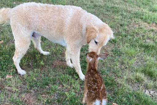 Отважный пес вытащил тонущего оленёнка из озера и отдал маме. Но тот вернулся