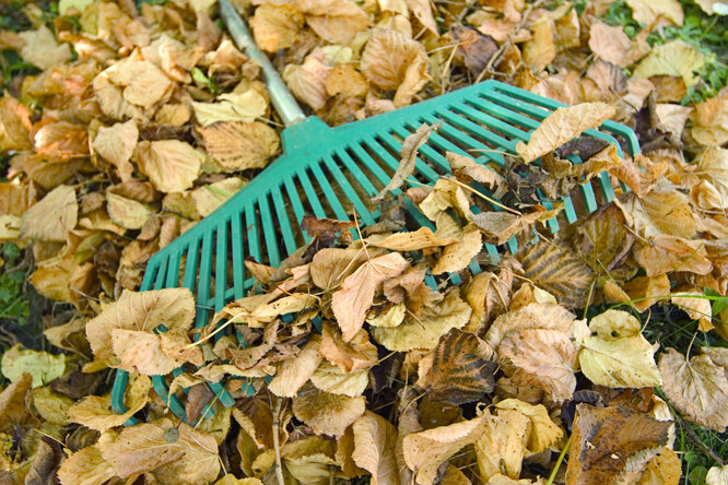 Надо ли убрать листья на участке от деревьев