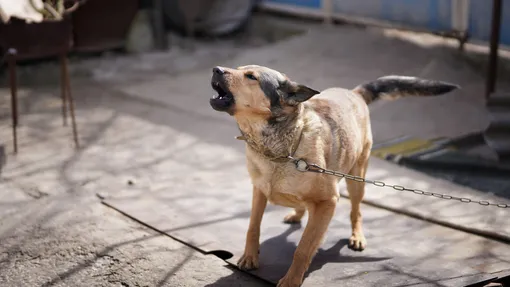 Почему собаки предчувствуют землетрясение: фото