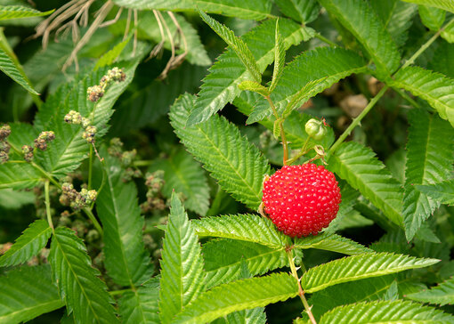 Размножение