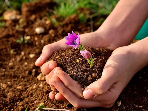 5 способов повысить плодородие почвы без химии