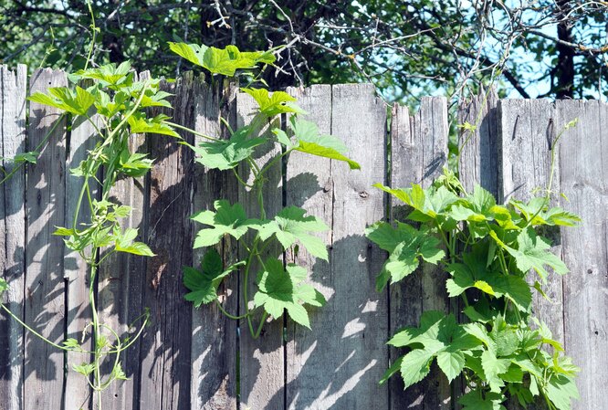 Какой забор можно построить на даче: требования и нормы