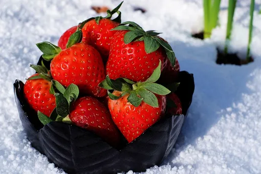 Как подготовить клубнику к зиме по всем правилам: подробная инструкция для садовода