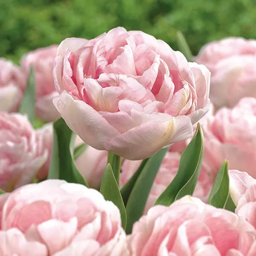 Махровый тюльпан Анжелика