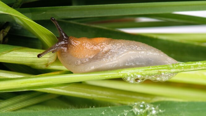 Způsoby, jak chránit zahradní rostliny před škůdci