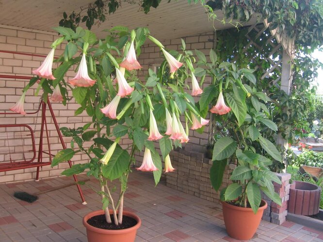 Obvaz a hnojiva pro Brugmansia