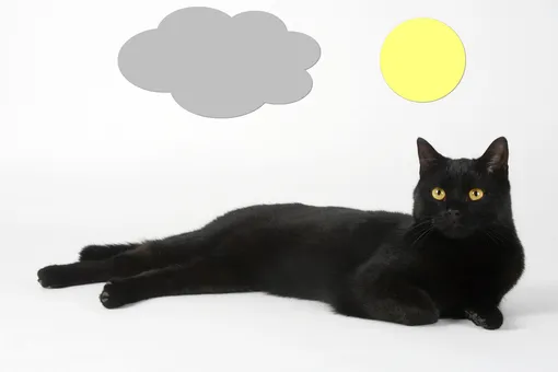 Черный котик — синоптик: милый сотрудник работает в российском гидрометцентре