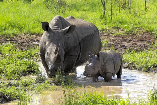 Самка носорога и её детёныш
