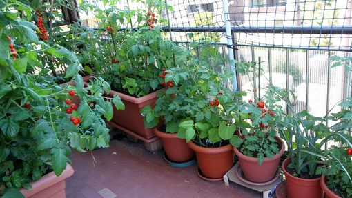 Требования к балкону для выращивания огурцов и помидоров
