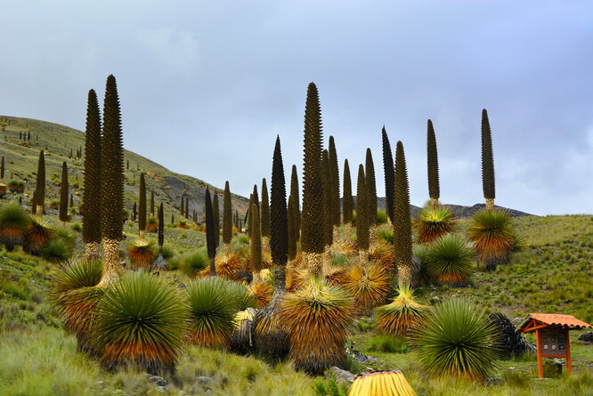 Puya chile