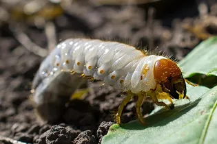Как избавиться от личинок майского жука и спасти урожай