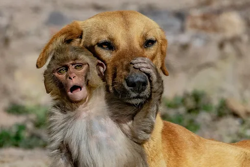 Чужих детей не бывает: собака «удочерила» обезьянку, потерявшую маму