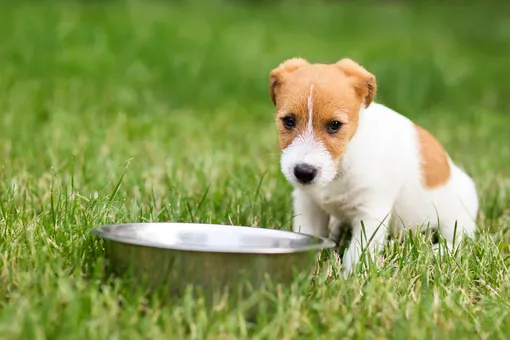 Чем кормить кошку или собаку, если привычного корма нет на полке?