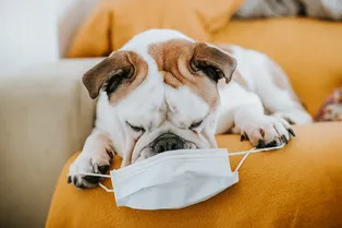 Собаки могут распознать зараженных COVID-19 по запаху