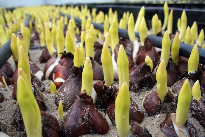 Výběr cibulí tulipánů pro domácí pěstování