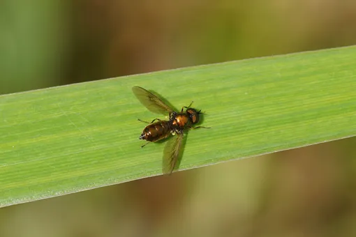 Ирисовая муха — опасный вредитель ирисов