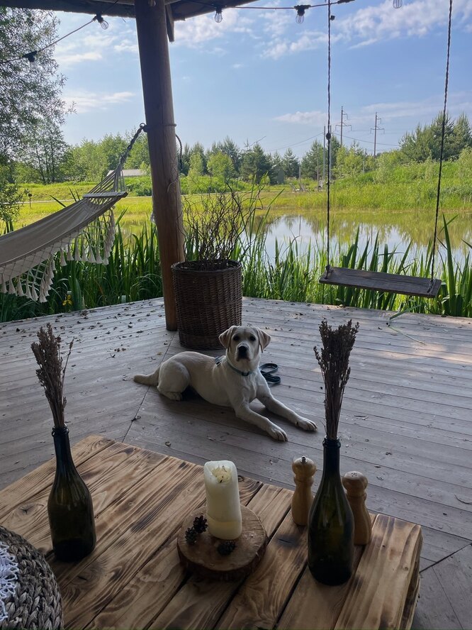 Как воспитывают собаку-поводыря, можно ли взять щенка напрокат ...