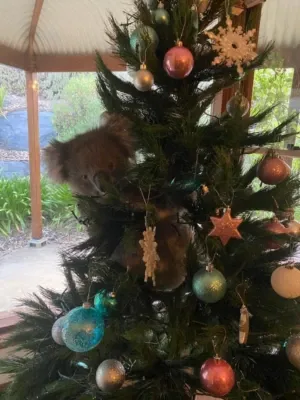 коала, ёлка
