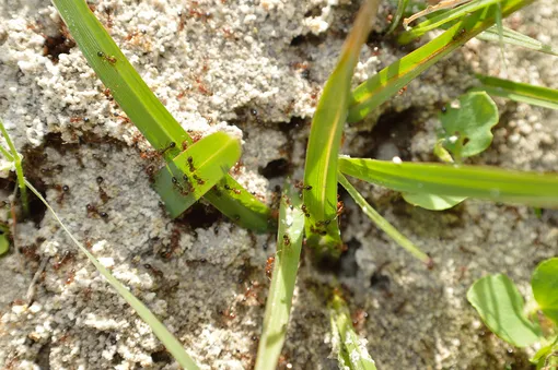 Борьба с муравьями — одна из самых тягомотных, но нужных процедур на даче