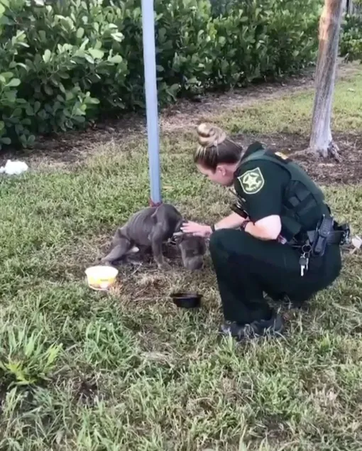полицейская спасла собаку