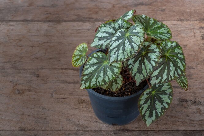 Оригинальное декоративно-лиственное растение Begonia Rex, не только красиво, но и полезно