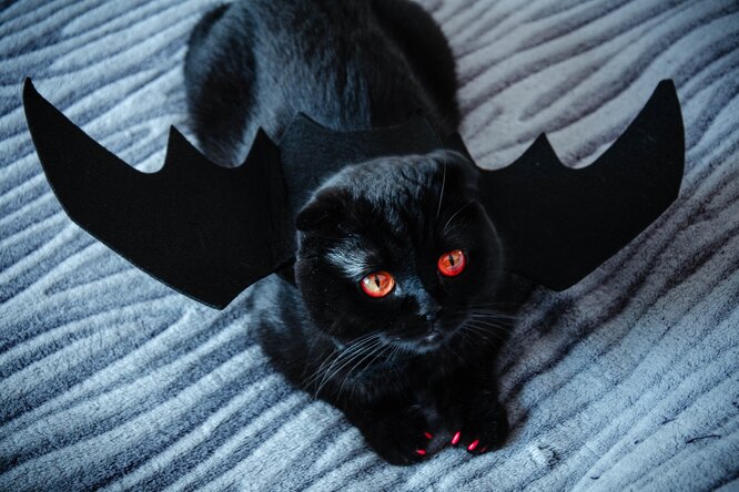 Почему приюты не отдают чёрных кошек накануне Хэллоуина: зловещие причины