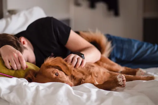 Можно ли спать в одной постели с собакой? Отвечают учёные