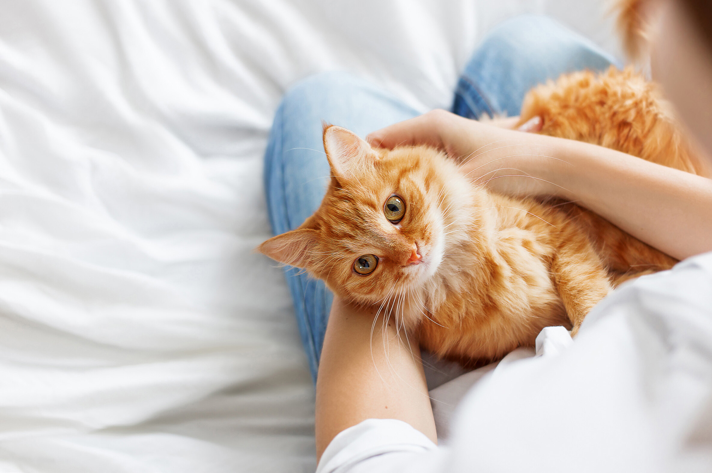 Память у кошек: особенности, как долго коты помнят что-то, быстро ли  забывают хозяев