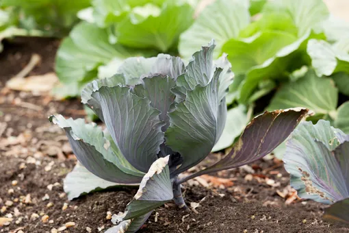 Нужно ли обрывать нижние листья у капусты и когда это делать?
