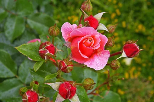 Как определить, что плетистая роза превратилась в шиповник