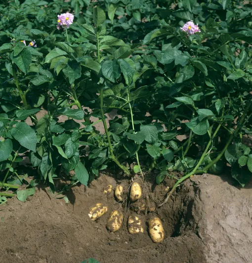 Картофель с ботвой и клубнями под землей