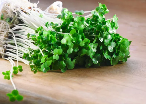 Кресс-салат — один из самых быстрорастущих овощей