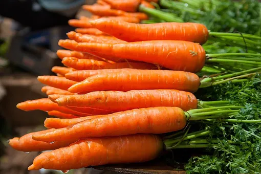 Как снизить вред от нежелательных предшественников моркови