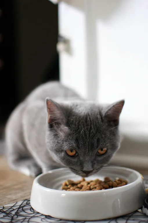 Почему кошки едят чаще собак
