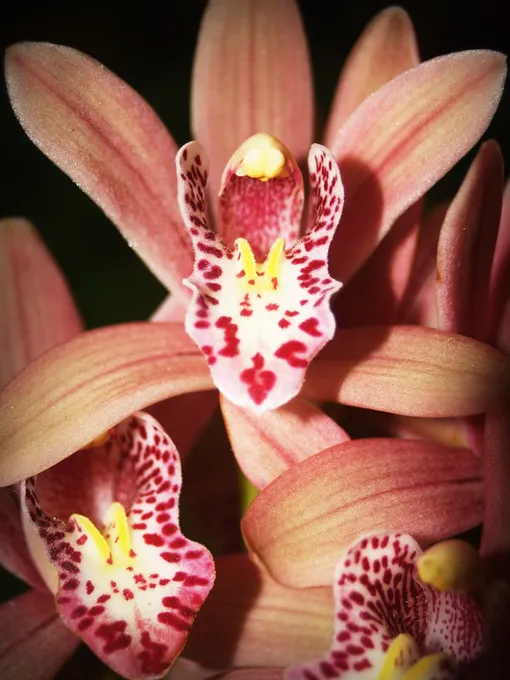 Пересаживают фаленопсис (как и многие другие орхидеи) один раз в год после цветения